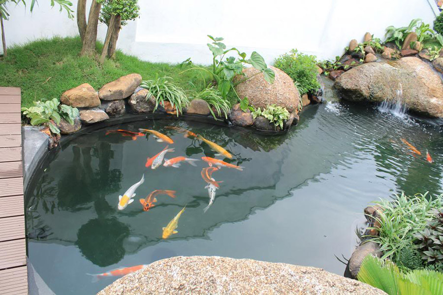 thiet-ke-thi-cong-ho-ca-koi-2-san-vuon-a-dong